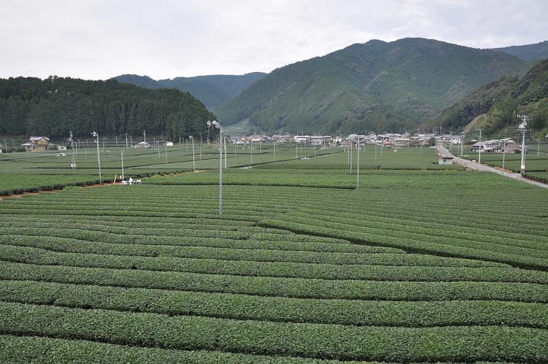 foto_20111030_1032_06.jpg - [de]Shizuoka ist ein großer Teelieferant, und man sieht überall grössere und kleinere Teefelder.[en]Shizuoka is a huge producer of tea, so you see many large and small tea fields.