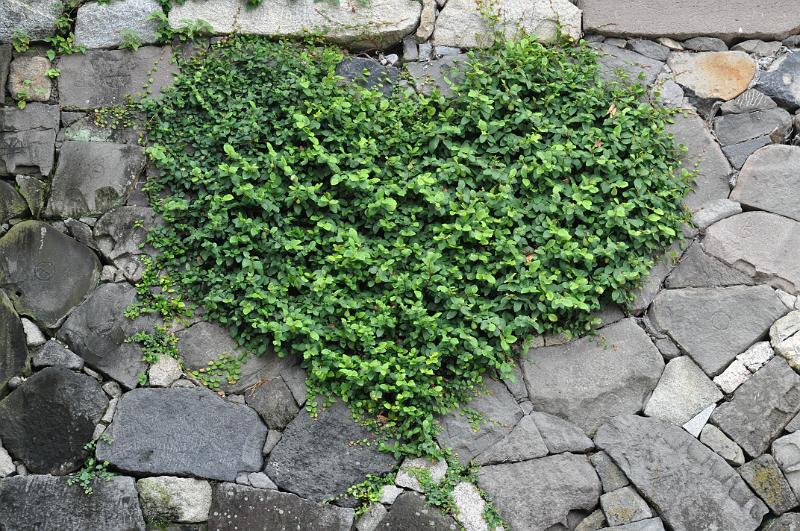 foto_20111106_1210_01.jpg - [de]Ein Liebesgruß des Schloßgärtners.[en]A love message from the castle garden keeper.