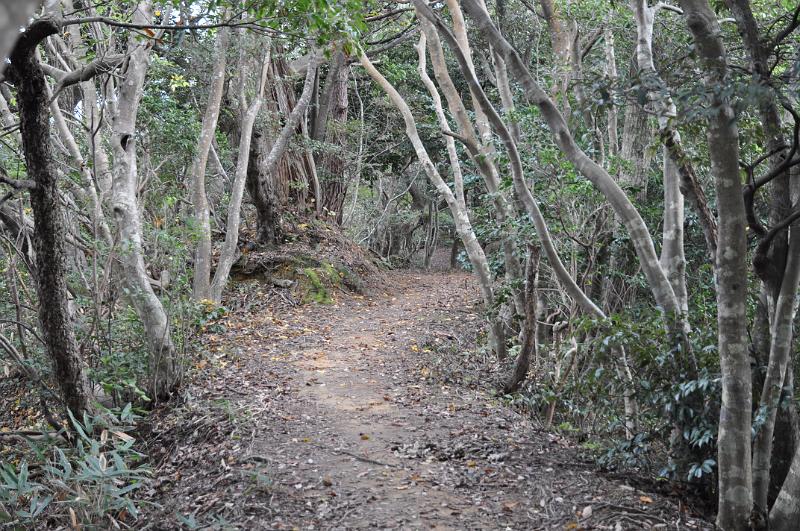 foto_20111108_1347_01.jpg - [de]Der Wanderweg entlang des Gipfels ähnelt einem Urwald.[en]The walking path around the summit resembles a jungle.