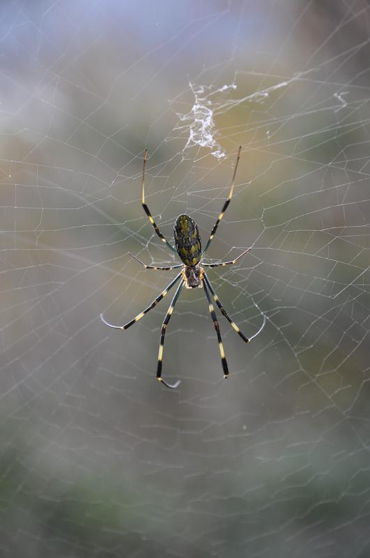 foto_20111108_1358_02.jpg - [de]Und diese Spinnen gibt es hier auch ziemlich oft.[en]And these nice spiders can be found here very often as well.