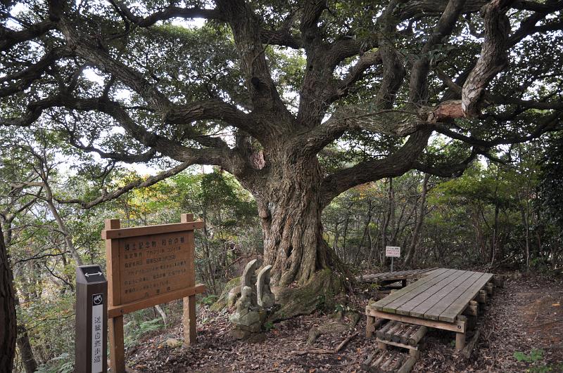foto_20111108_1359_01.jpg - [de]Ein richtig schön knorrig gewachsener Baum.[en]A nice old tree invites for a short rest and relaxing moment.