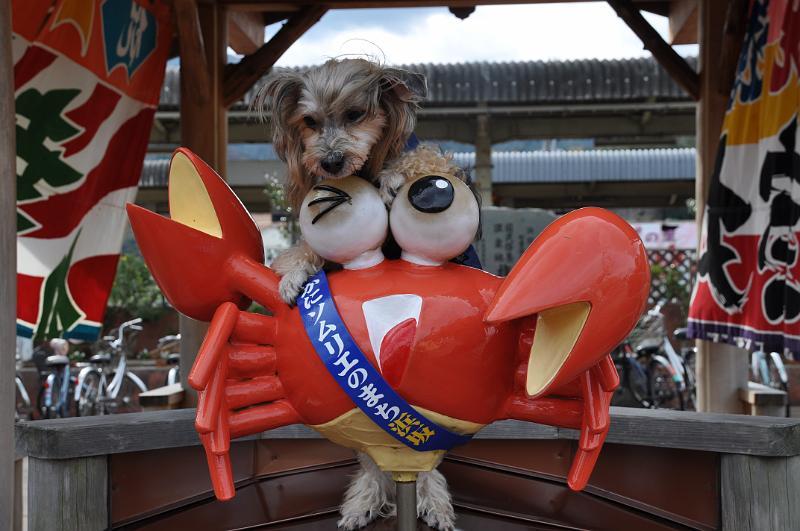 foto_20111109_1116_02.jpg - [de]Am lokalen Brunnen hat ein anderer Reisender sein Hündchen in Pose gesetzt.[en]Another traveller has set up his dog on the local fountain for a photo.
