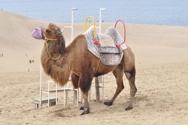 foto_20111109_1449_02.jpg - [de]Und dann gibt es hier noch ein paar zugewanderte Akteure.[en]Some non-native inhabitants can be found here as well.