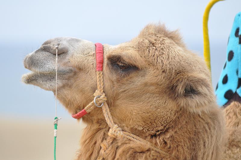 foto_20111109_1450_01.jpg - [de]So ein Kamel hat schon einen sehr markanten Kopf.[en]Such a camel really has a distinct head shape.