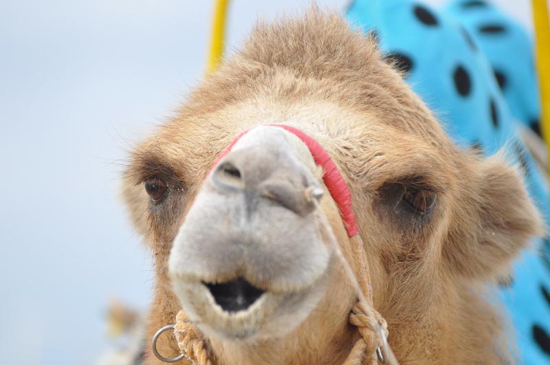 foto_20111109_1450_04.jpg - [de]Und das Portrait wirkt noch spannender.[en]And the portrait is even more interesting.